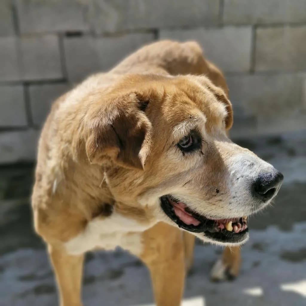 Maka, female senior Mixed Breed for adoption at SALVA Hundehilfe e.V.