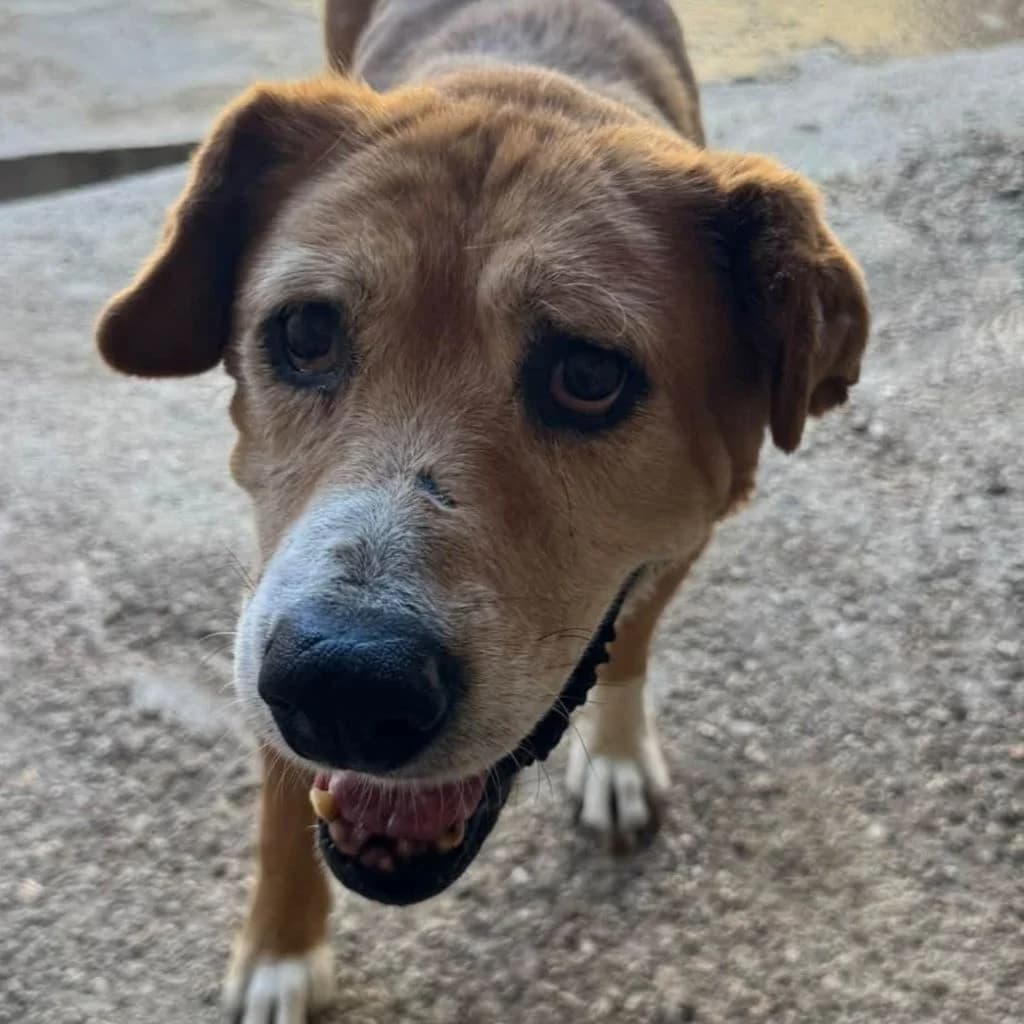 Maka, female senior Mixed Breed for adoption at SALVA Hundehilfe e.V.