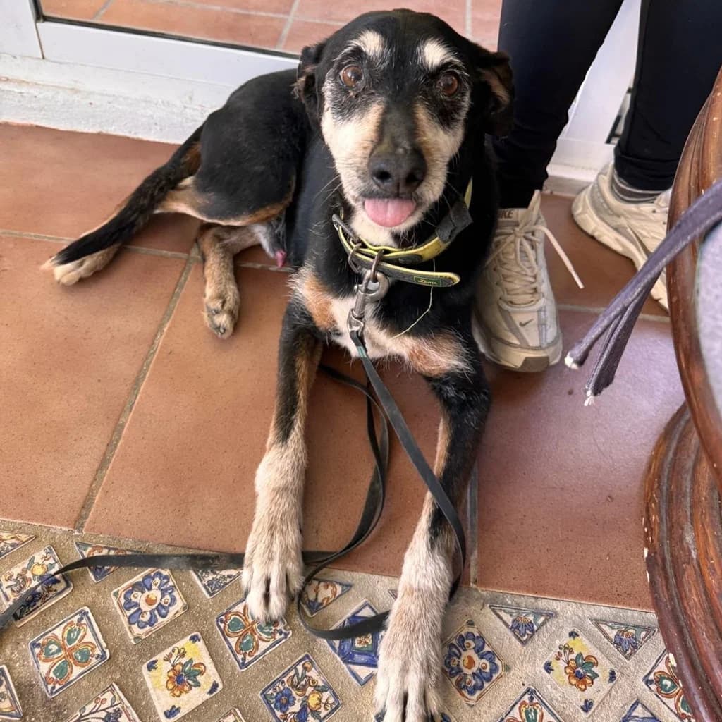 Blackie, male senior Mixed Breed for adoption at SALVA Hundehilfe e.V.