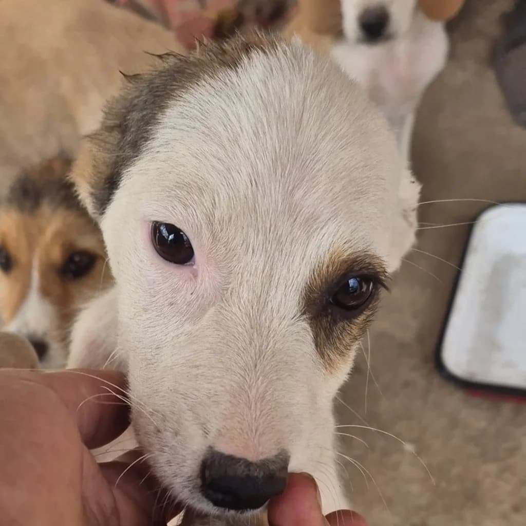 Milo, male puppy Mixed Breed for adoption at SALVA Hundehilfe e.V.