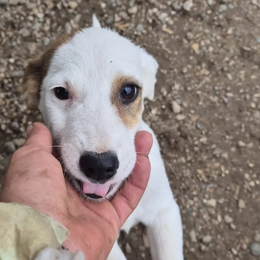 Milo, male puppy Mixed Breed for adoption at SALVA Hundehilfe e.V.
