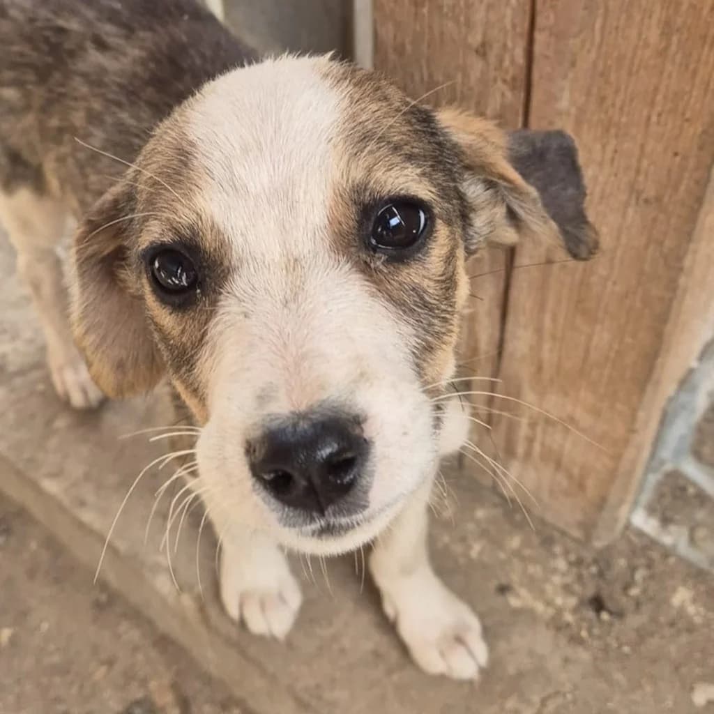 Bolle, male puppy Mixed Breed for adoption at SALVA Hundehilfe e.V.
