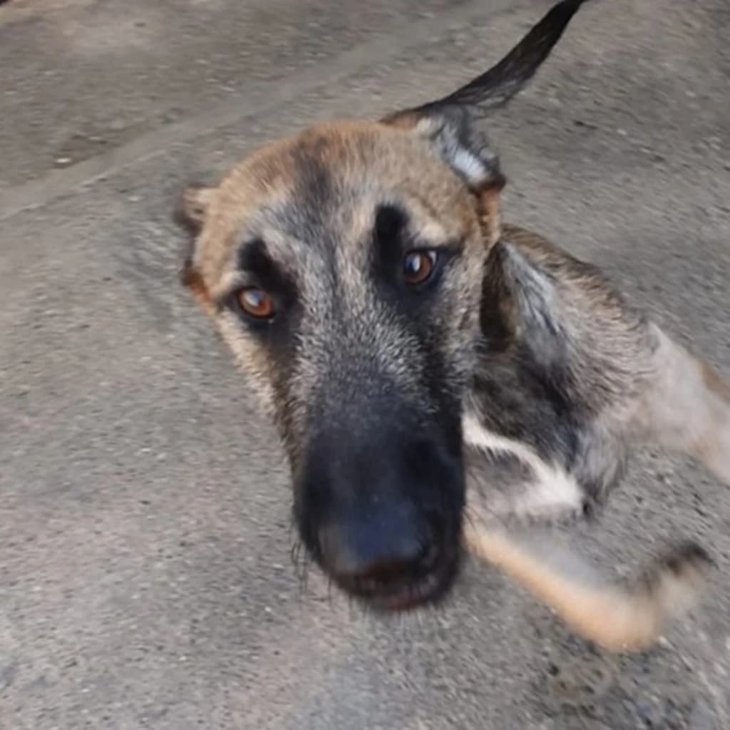 Viela, female young Belgian Malinois for adoption at SALVA Hundehilfe e.V.
