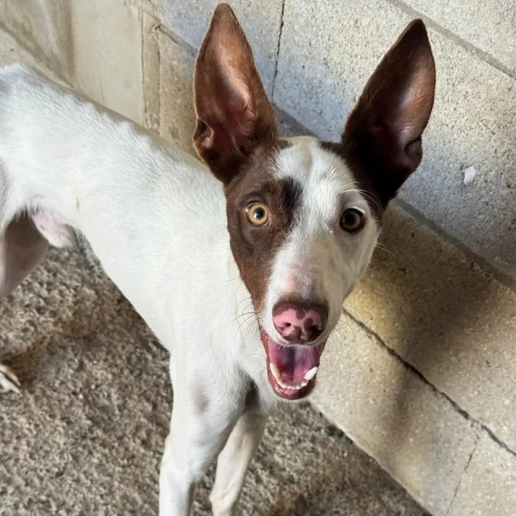 Otto, male young Podenco for adoption at SALVA Hundehilfe e.V.