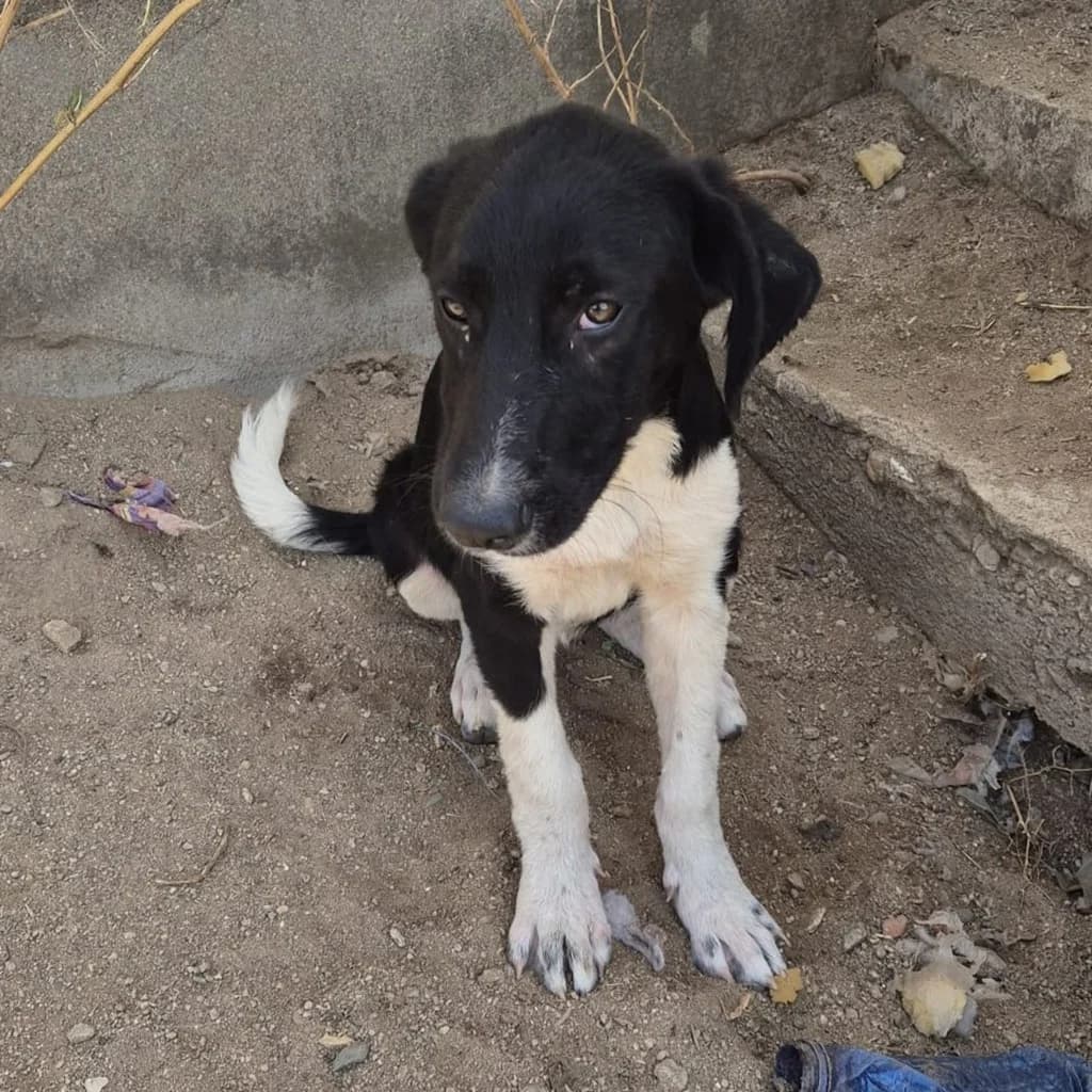 Malia, female puppy Mixed Breed for adoption at SALVA Hundehilfe e.V.