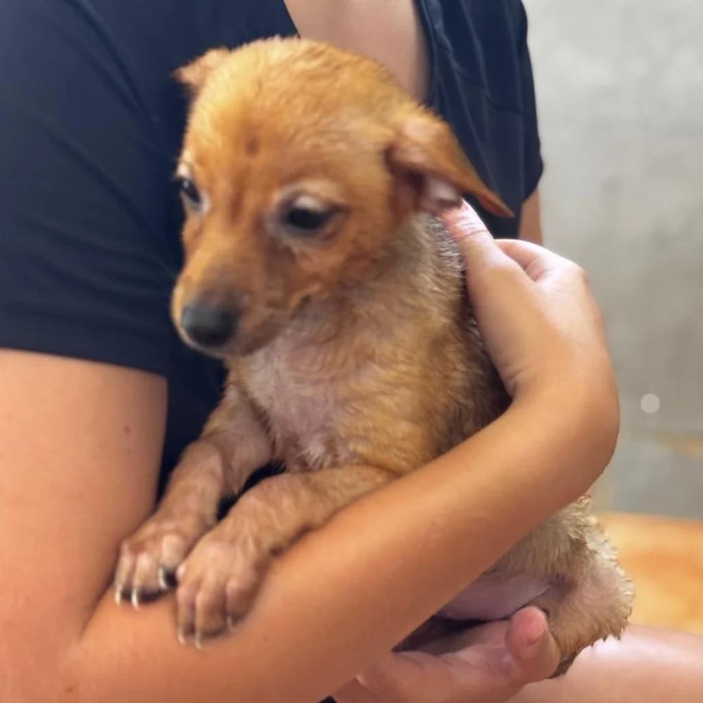 Iris, female puppy Mixed Breed for adoption at SALVA Hundehilfe e.V.