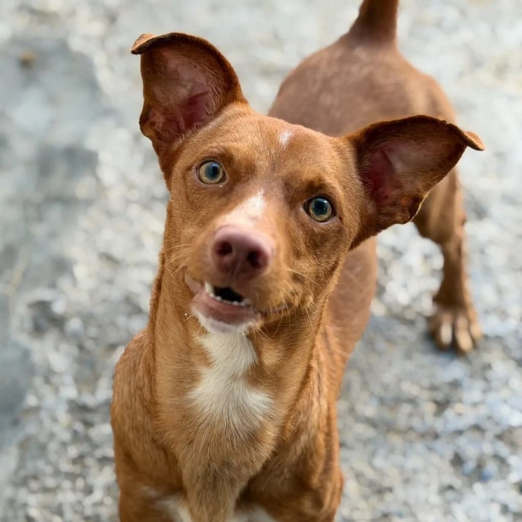 Rocky, male young Podenco for adoption at SALVA Hundehilfe e.V.