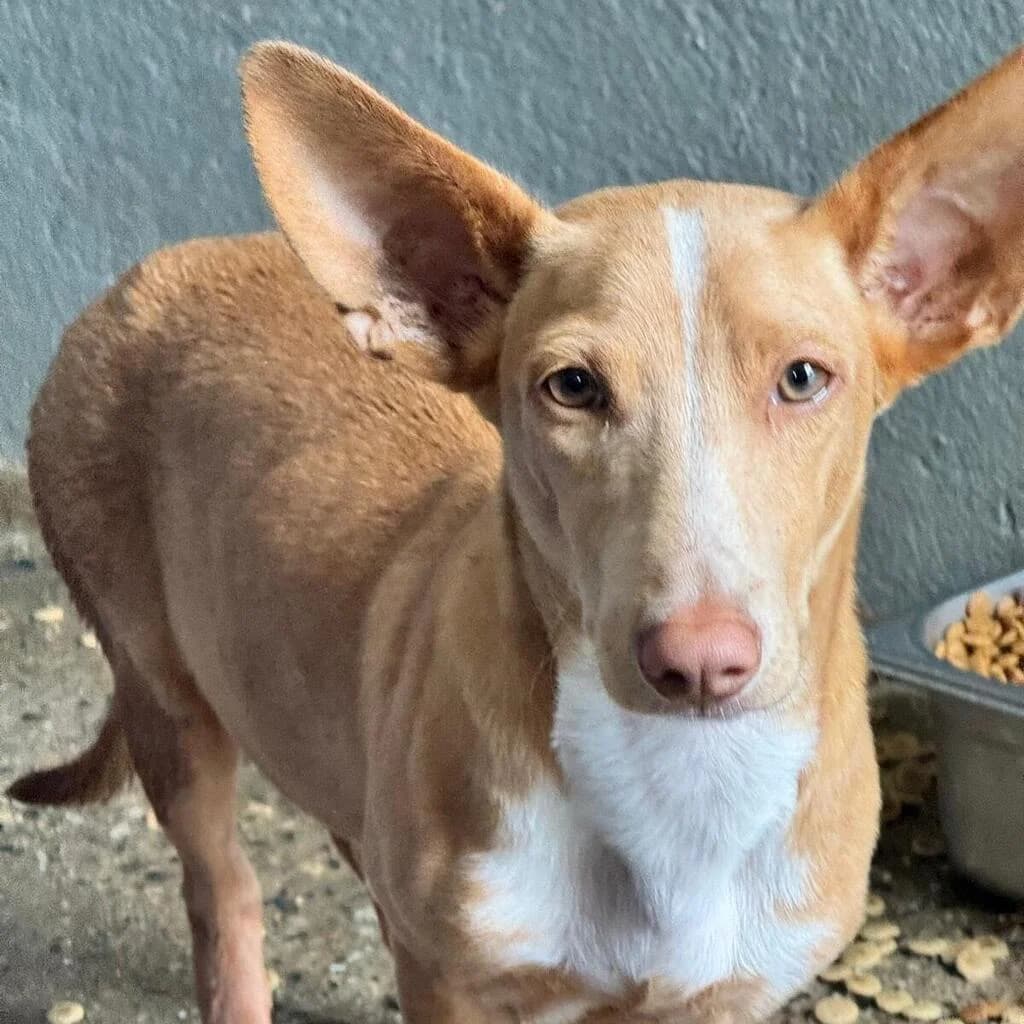 Douglas, male puppy Podenco for adoption at SALVA Hundehilfe e.V.