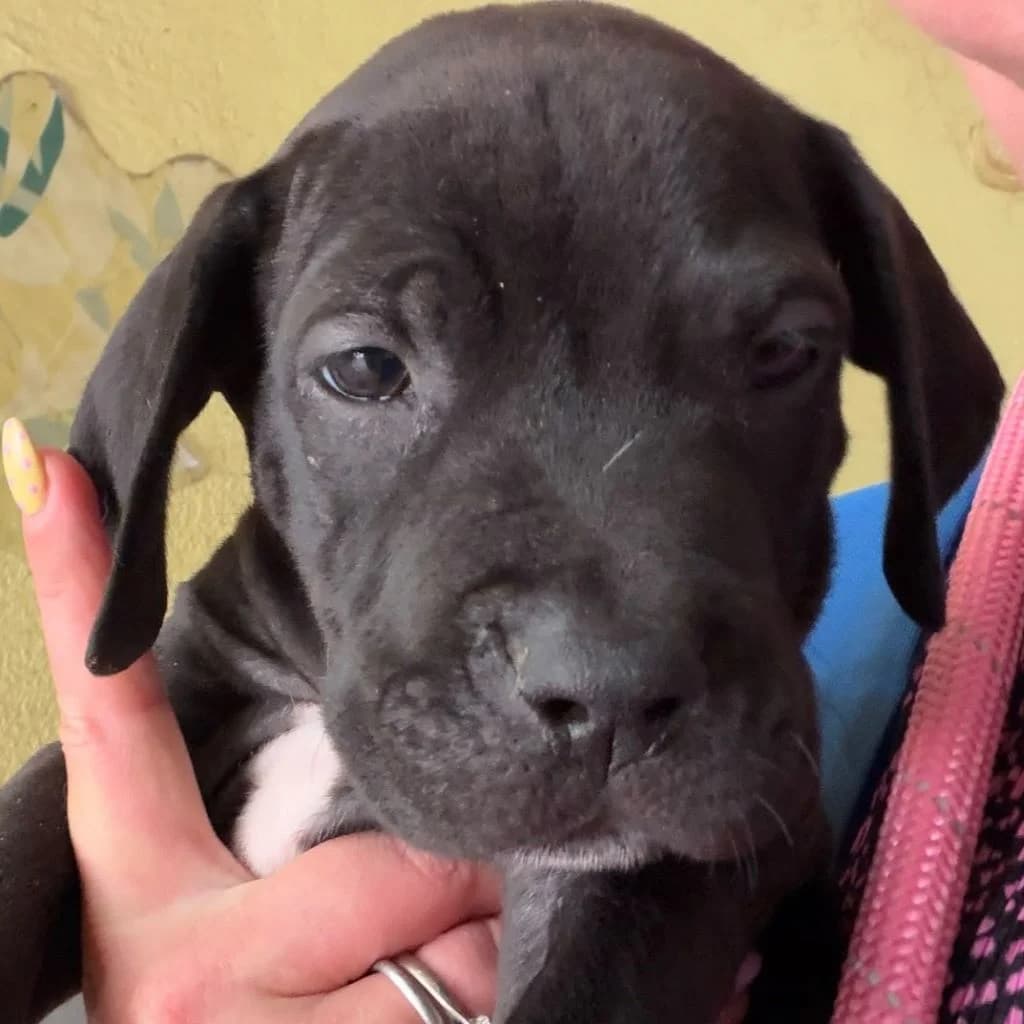 Magui, female puppy Mixed Breed for adoption at SALVA Hundehilfe e.V.