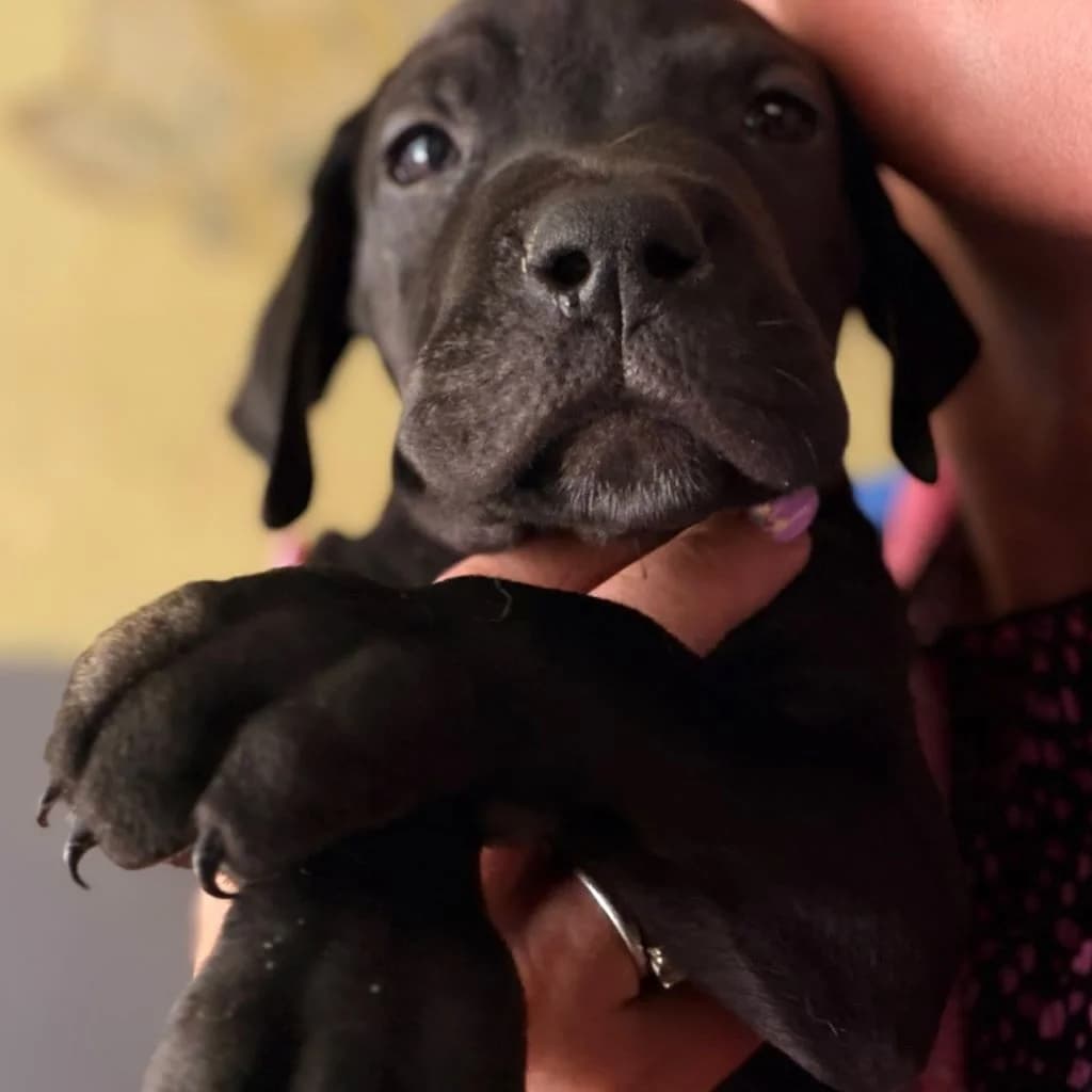 Lissa, female puppy Mixed Breed for adoption at SALVA Hundehilfe e.V.