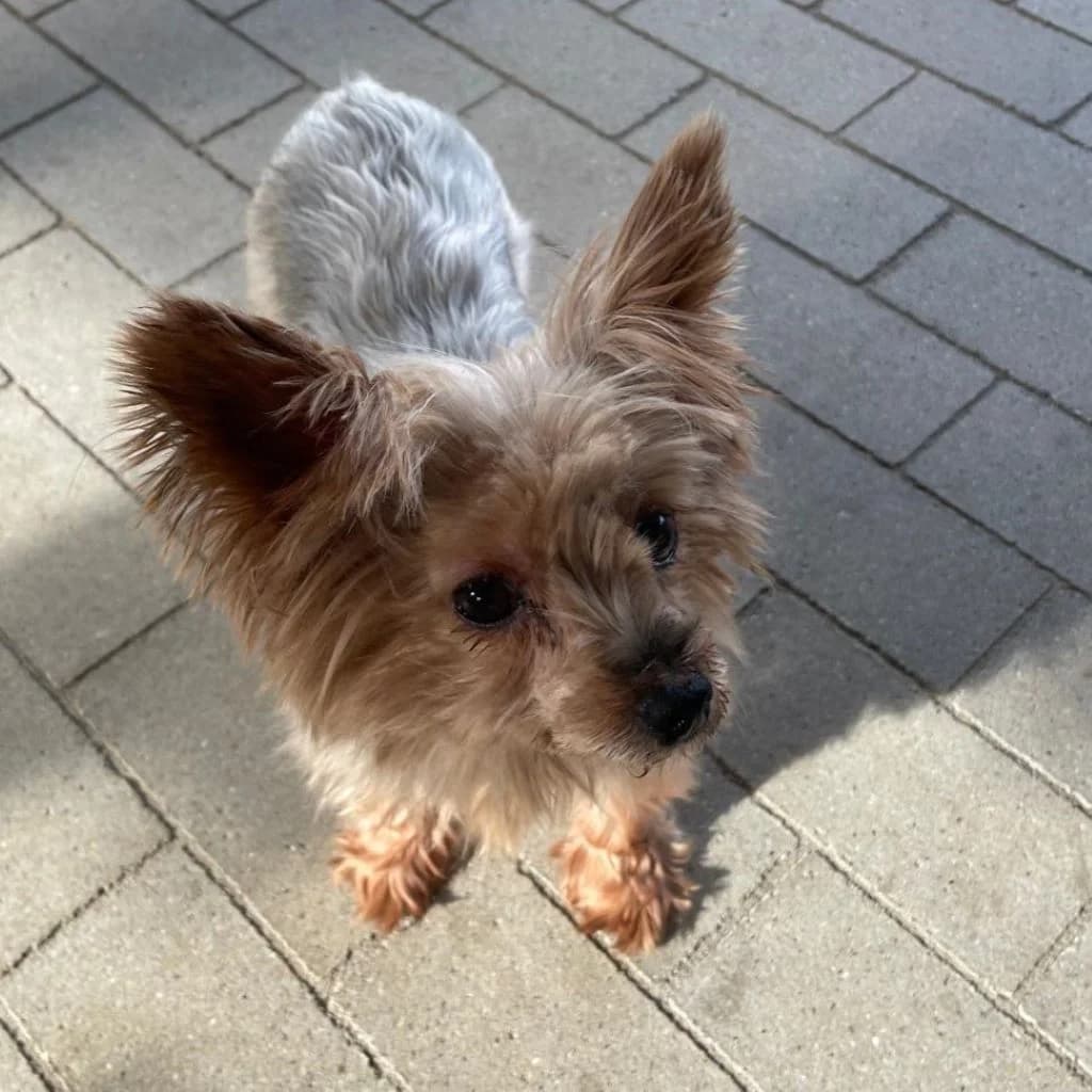 Nilla de Testadura, female senior Yorkshire Terrier for adoption at SALVA Hundehilfe e.V.