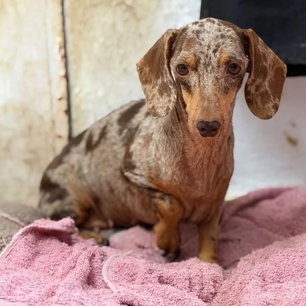 Ruth, female 4yo Dachshund for adoption at SALVA Hundehilfe e.V.