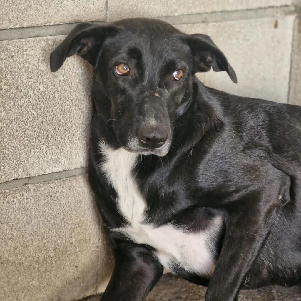 Nina, female 3yo Mixed Breed for adoption at SALVA Hundehilfe e.V.