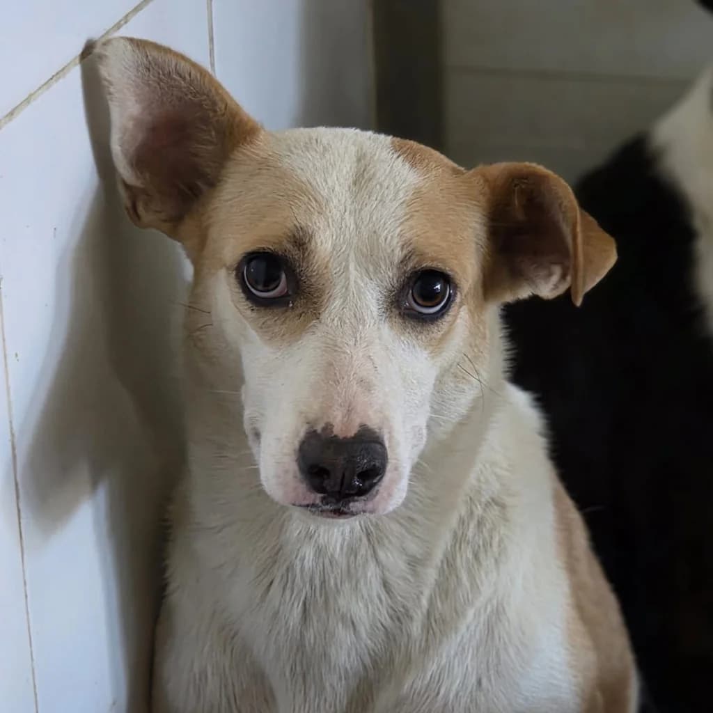 Natalia, female 3yo Mixed Breed for adoption at SALVA Hundehilfe e.V.