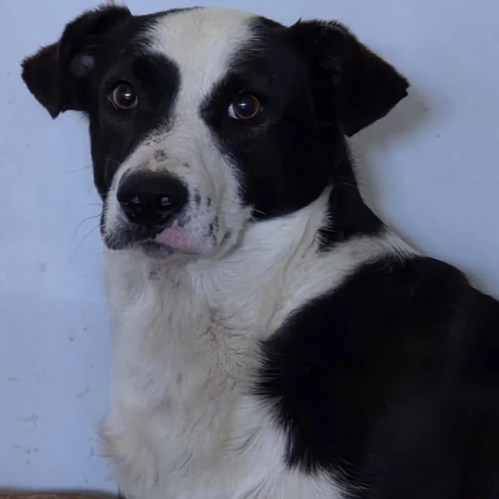 Carlos, male 3yo Mixed Breed for adoption at SALVA Hundehilfe e.V.