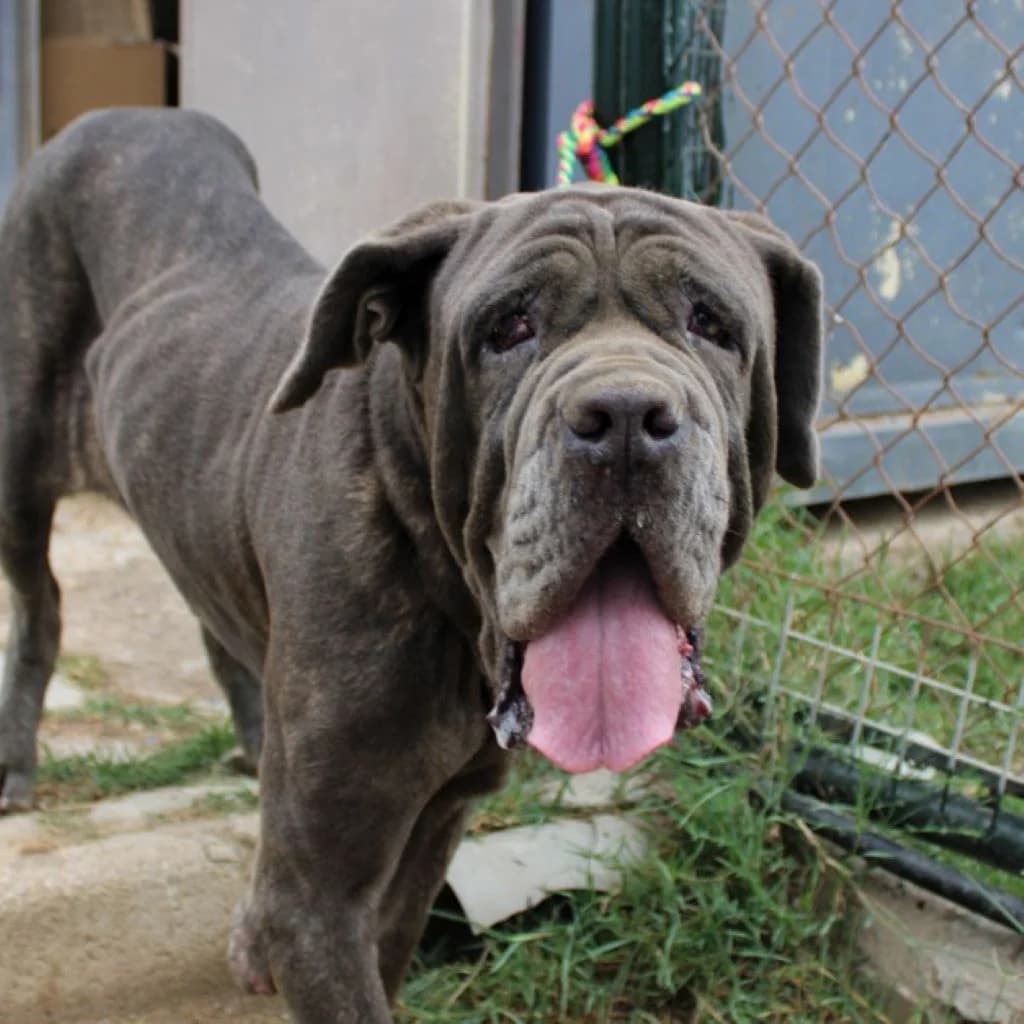 Titana, female 5yo mixed breed for adoption at SALVA Hundehilfe e.V.
