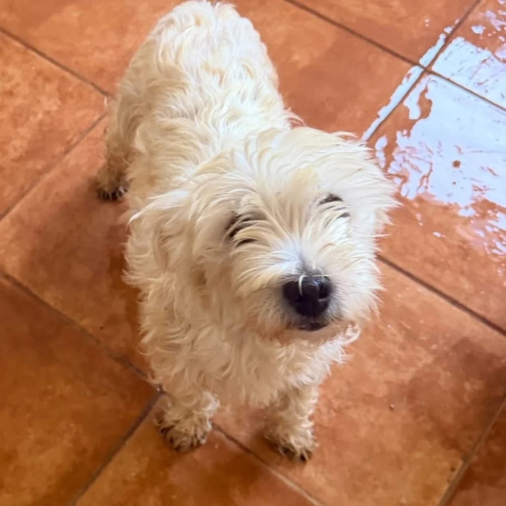 Cuca, female 5yo West Highland White Terrier for adoption at SALVA Hundehilfe e.V.