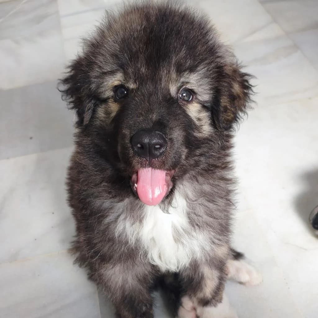Titan, male puppy Mixed Breed for adoption at SALVA Hundehilfe e.V.