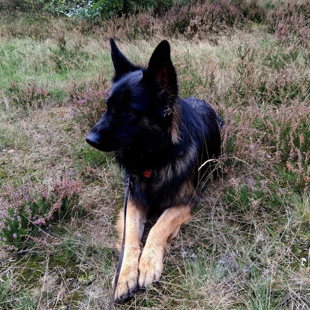 Hades, male young German Shepherd for adoption at SALVA Hundehilfe e.V.