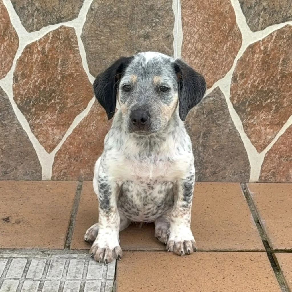 Venus, female puppy Mixed Breed for adoption at SALVA Hundehilfe e.V.