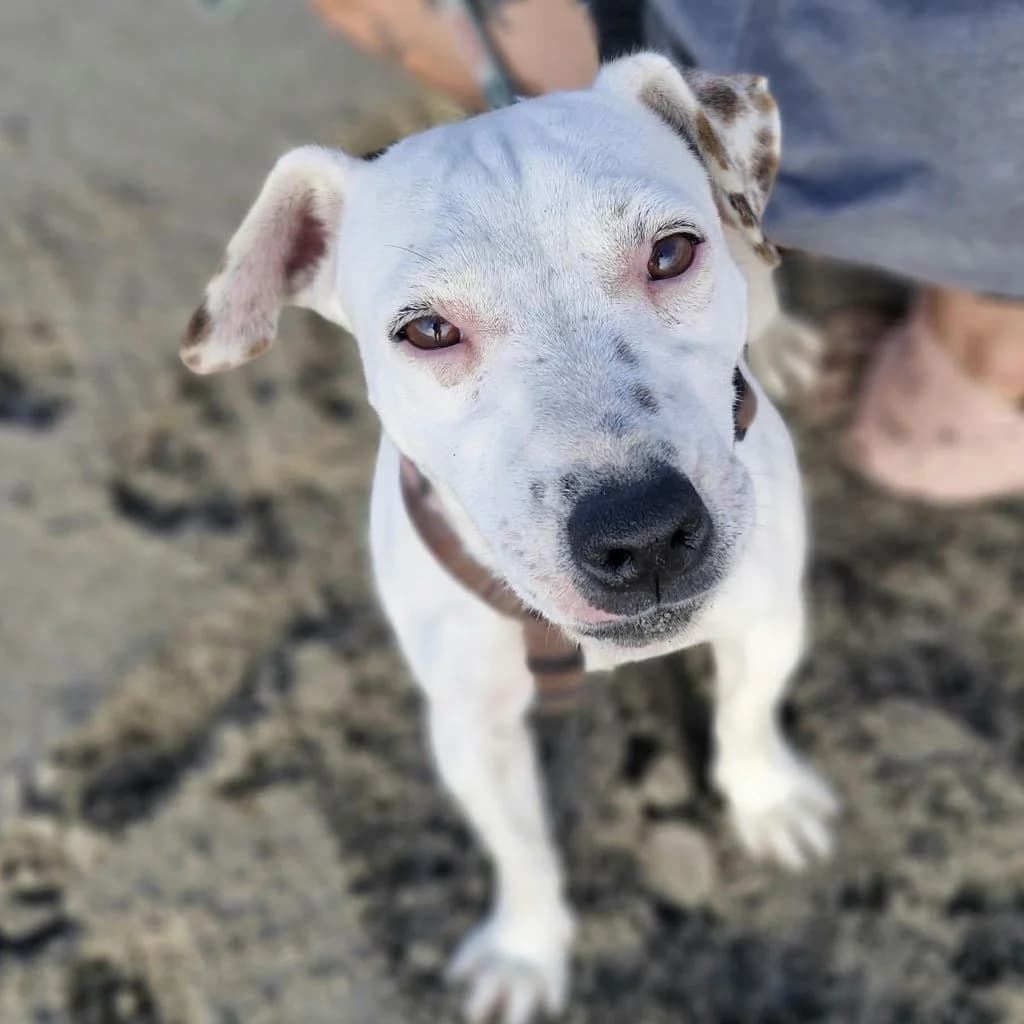 Raquel, female young Jack Russell Terrier for adoption at SALVA Hundehilfe e.V.