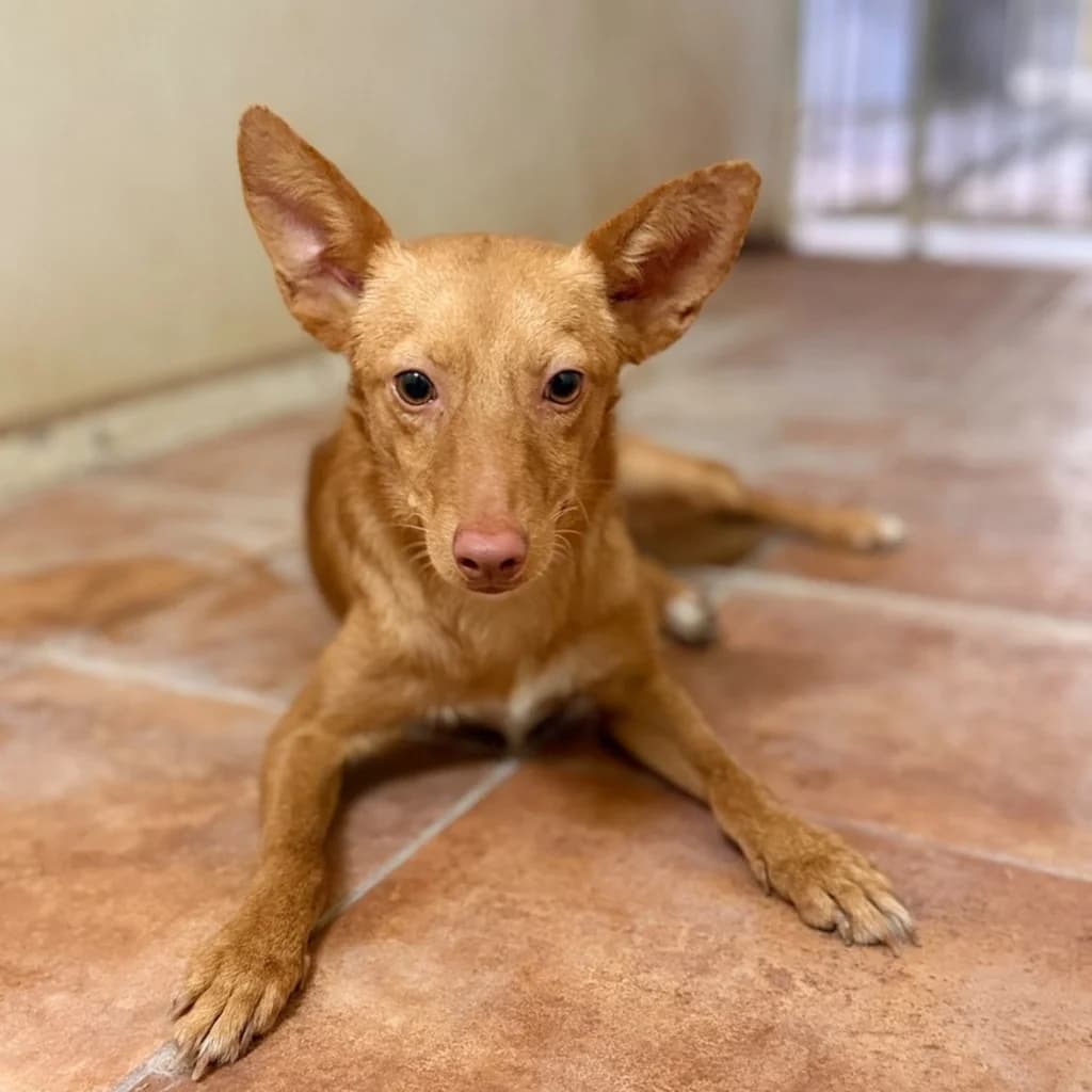Layne, male young Podenco for adoption at SALVA Hundehilfe e.V.