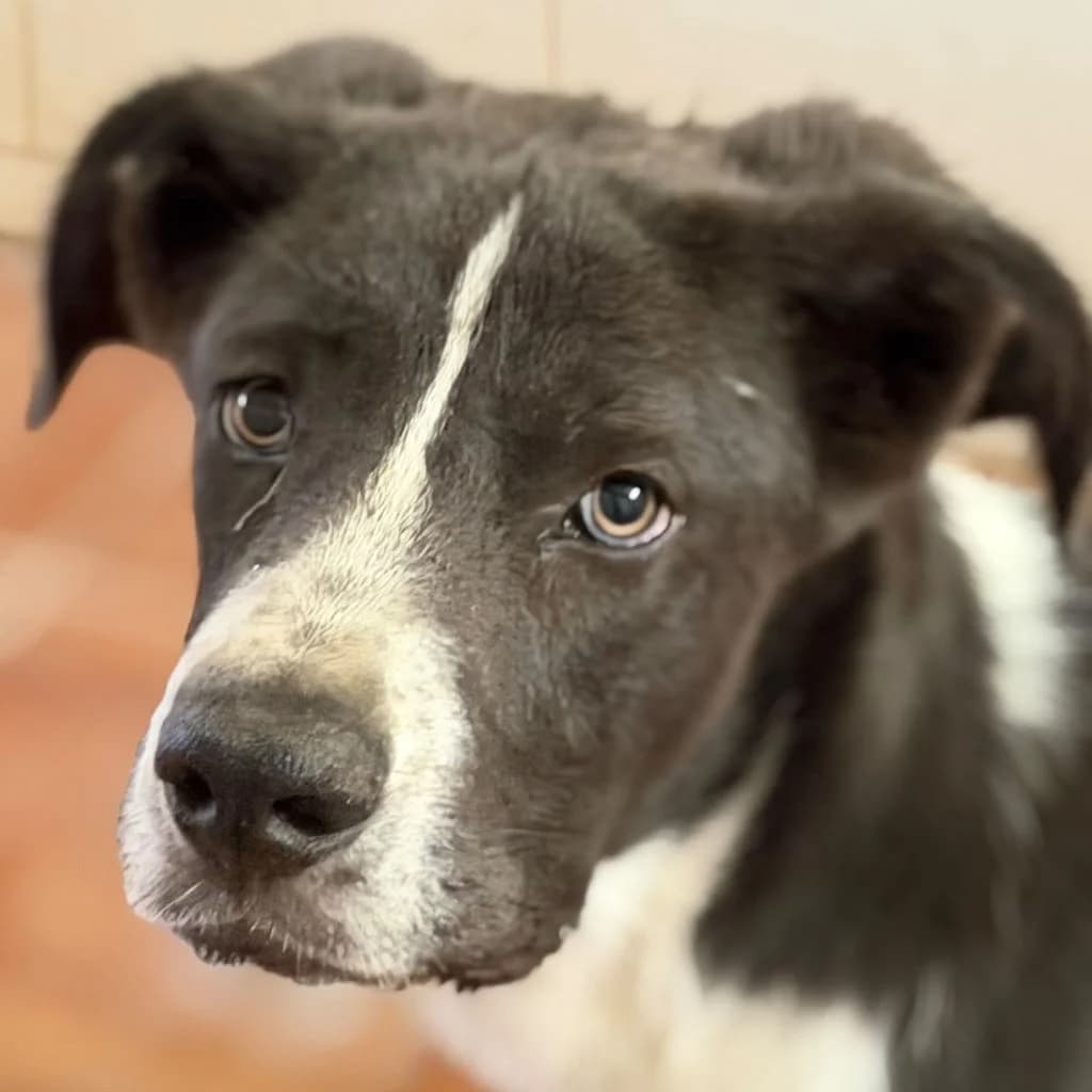 Gino, male puppy Mixed Breed for adoption at SALVA Hundehilfe e.V.