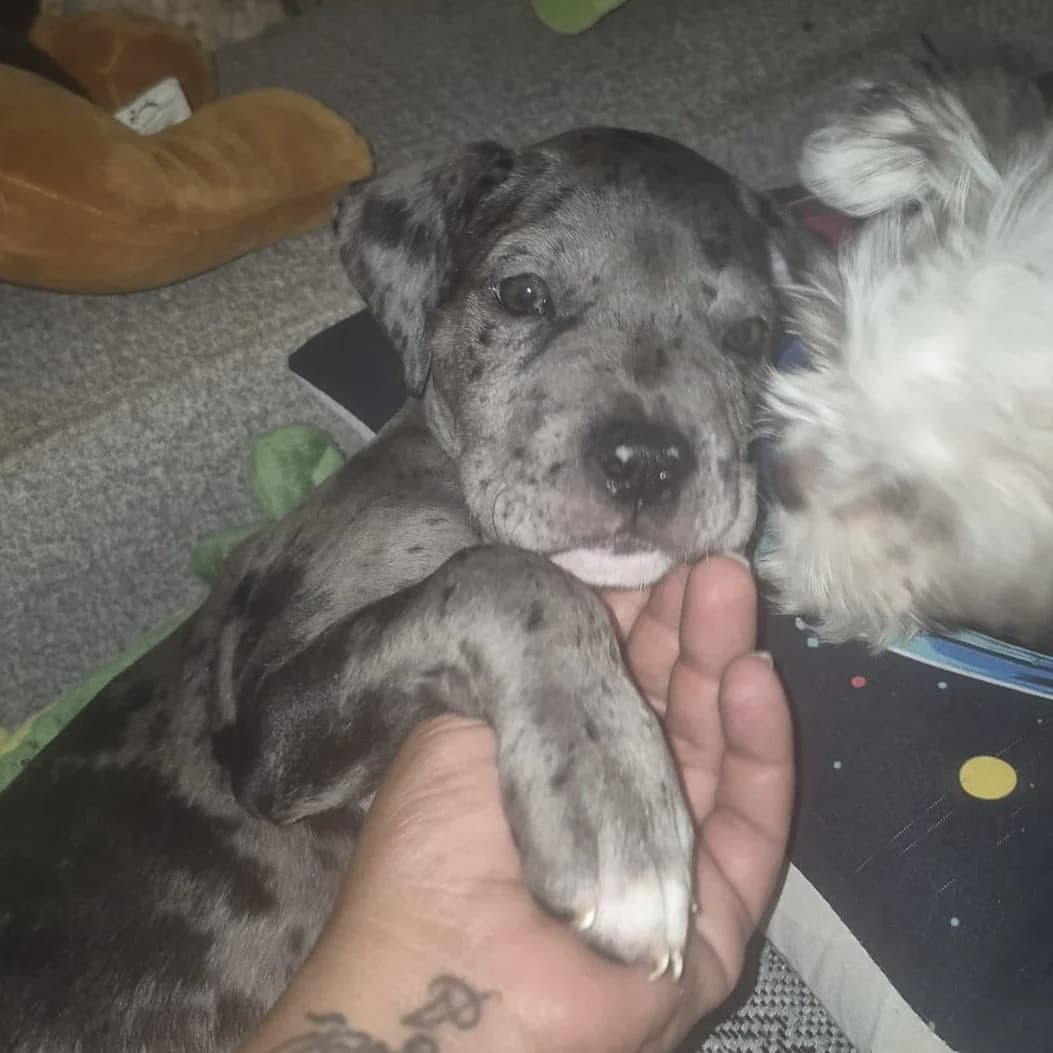 Narquito, male puppy Mixed Breed for adoption at SALVA Hundehilfe e.V.