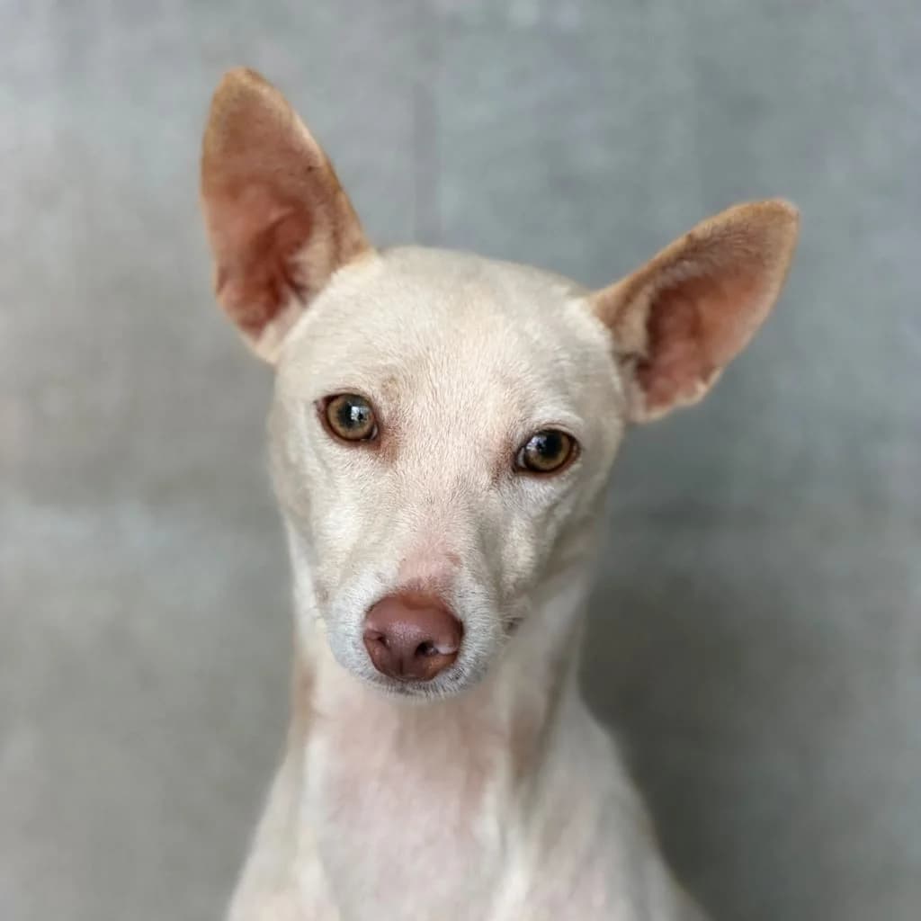 Blanco, male puppy Podenco for adoption at SALVA Hundehilfe e.V.