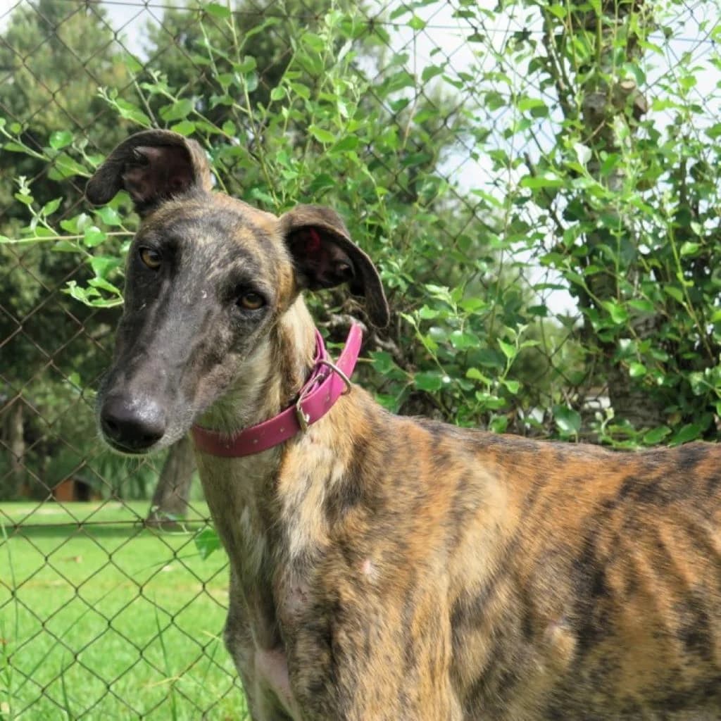 Cornetto, male 4yo Galgo Español for adoption at SALVA Hundehilfe e.V.