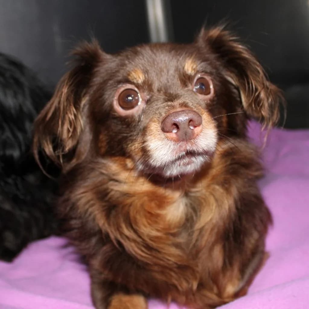 Currito, male 5yo Mixed Breed for adoption at SALVA Hundehilfe e.V.