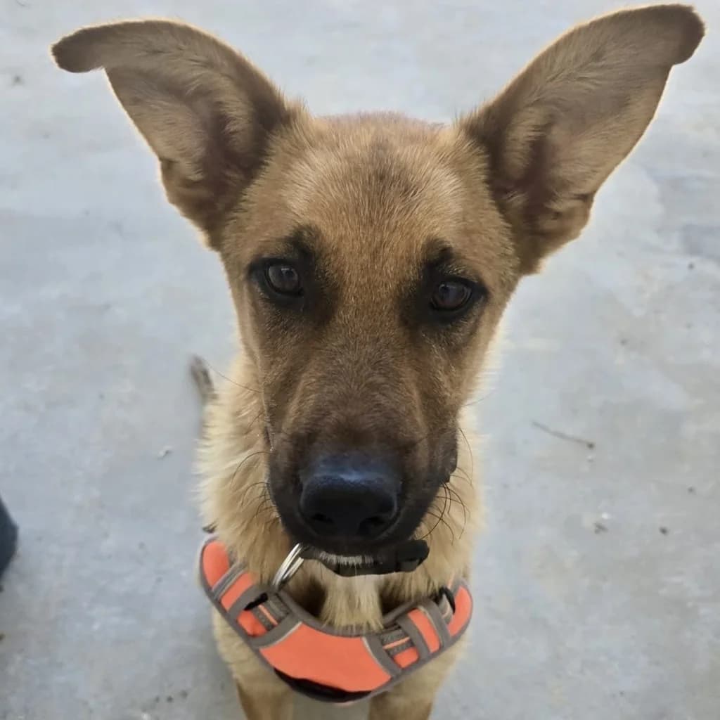 Tadej, male young Mixed Breed for adoption at SALVA Hundehilfe e.V.