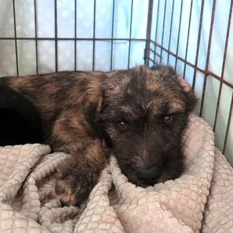 Stone, male puppy Mixed Breed for adoption at SALVA Hundehilfe e.V.