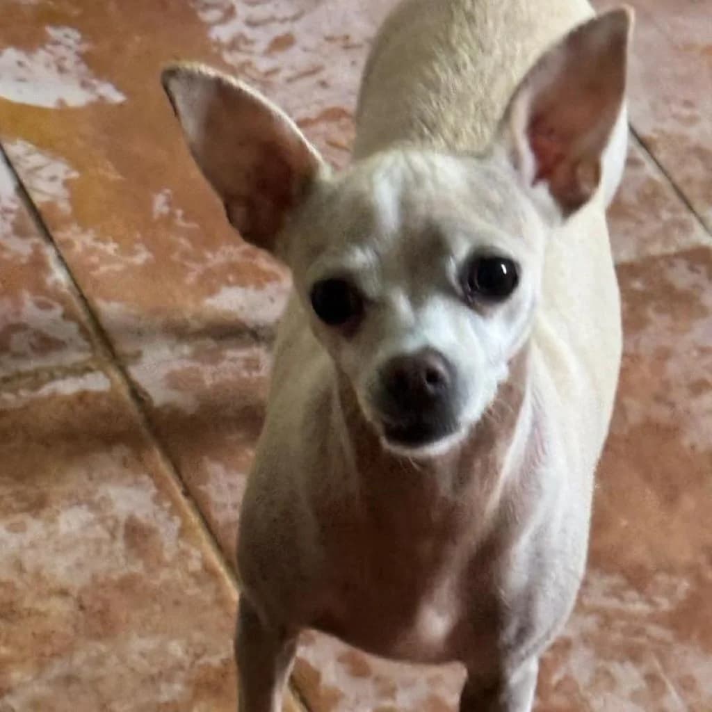 Pelusa, female 6yo Chihuahua for adoption at SALVA Hundehilfe e.V.