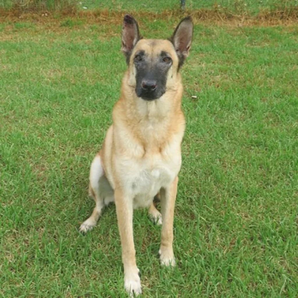 Sara, female 5yo Belgian Malinois for adoption at SALVA Hundehilfe e.V.