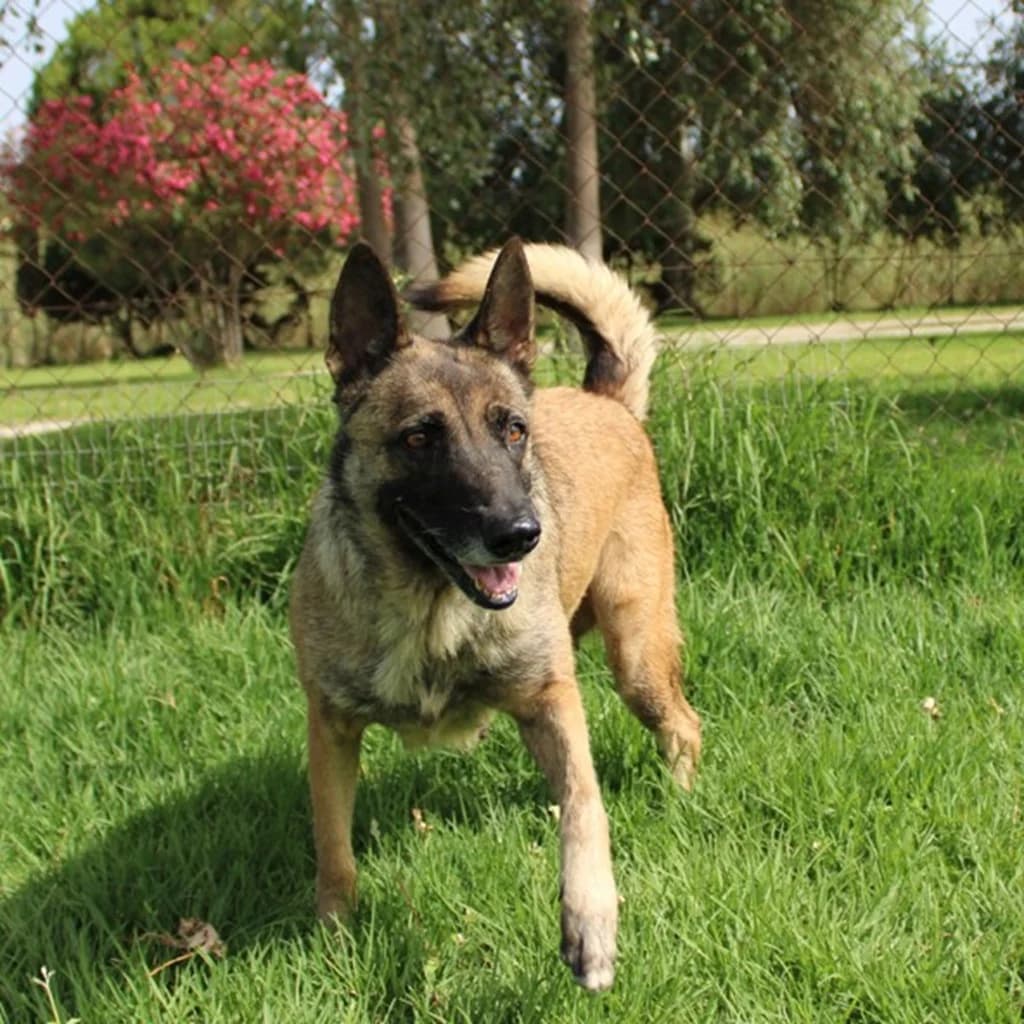 Loba, female 4yo Belgian Malinois for adoption at SALVA Hundehilfe e.V.