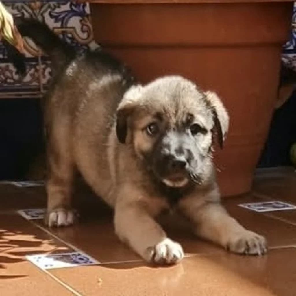 Megara, female puppy Mixed Breed for adoption at SALVA Hundehilfe e.V.