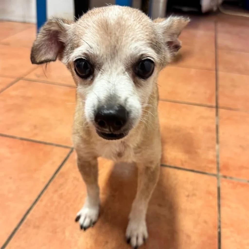 Papi, male 7yo Chihuahua for adoption at SALVA Hundehilfe e.V.