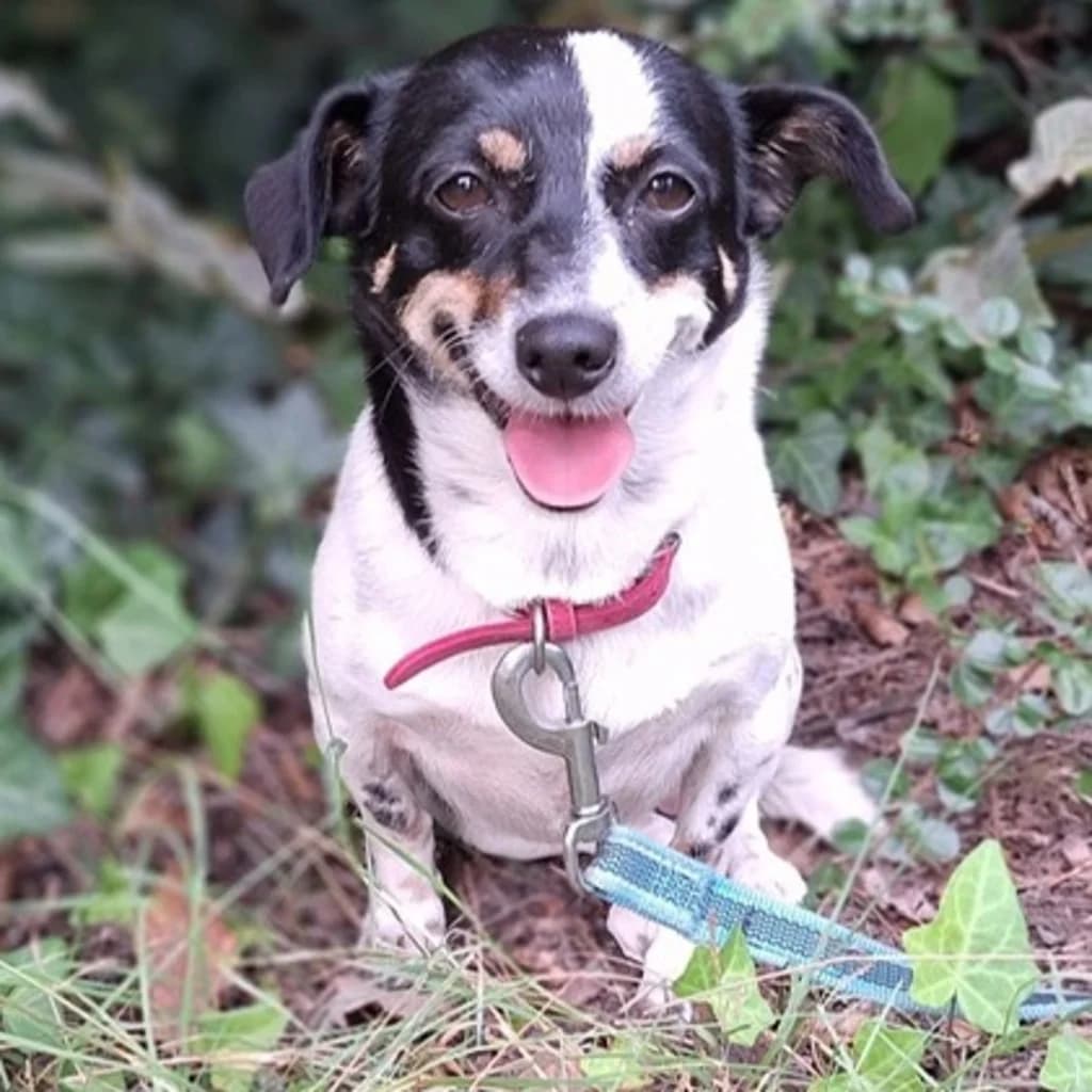 Zoey, female young Mixed Breed for adoption at SALVA Hundehilfe e.V.
