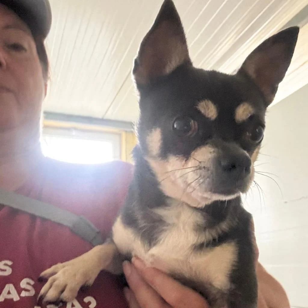 Rocky, male 4yo Chihuahua for adoption at SALVA Hundehilfe e.V.