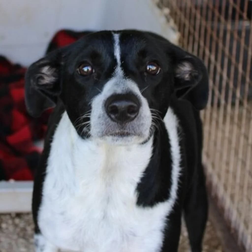 Odisea, female young Mixed Breed for adoption at SALVA Hundehilfe e.V.