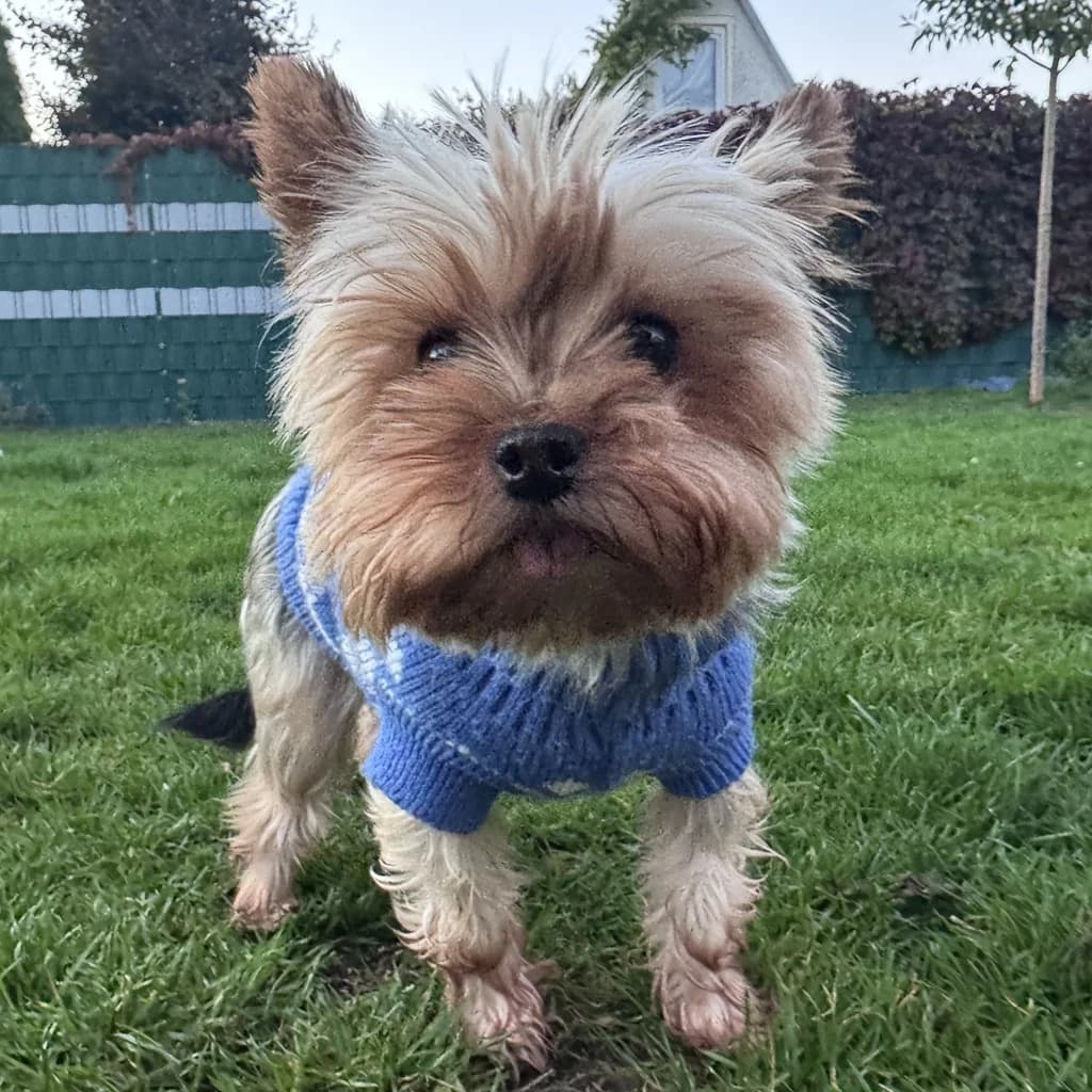 Estrella de Cantibrera, female 5yo Yorkshire Terrier for adoption at SALVA Hundehilfe e.V.