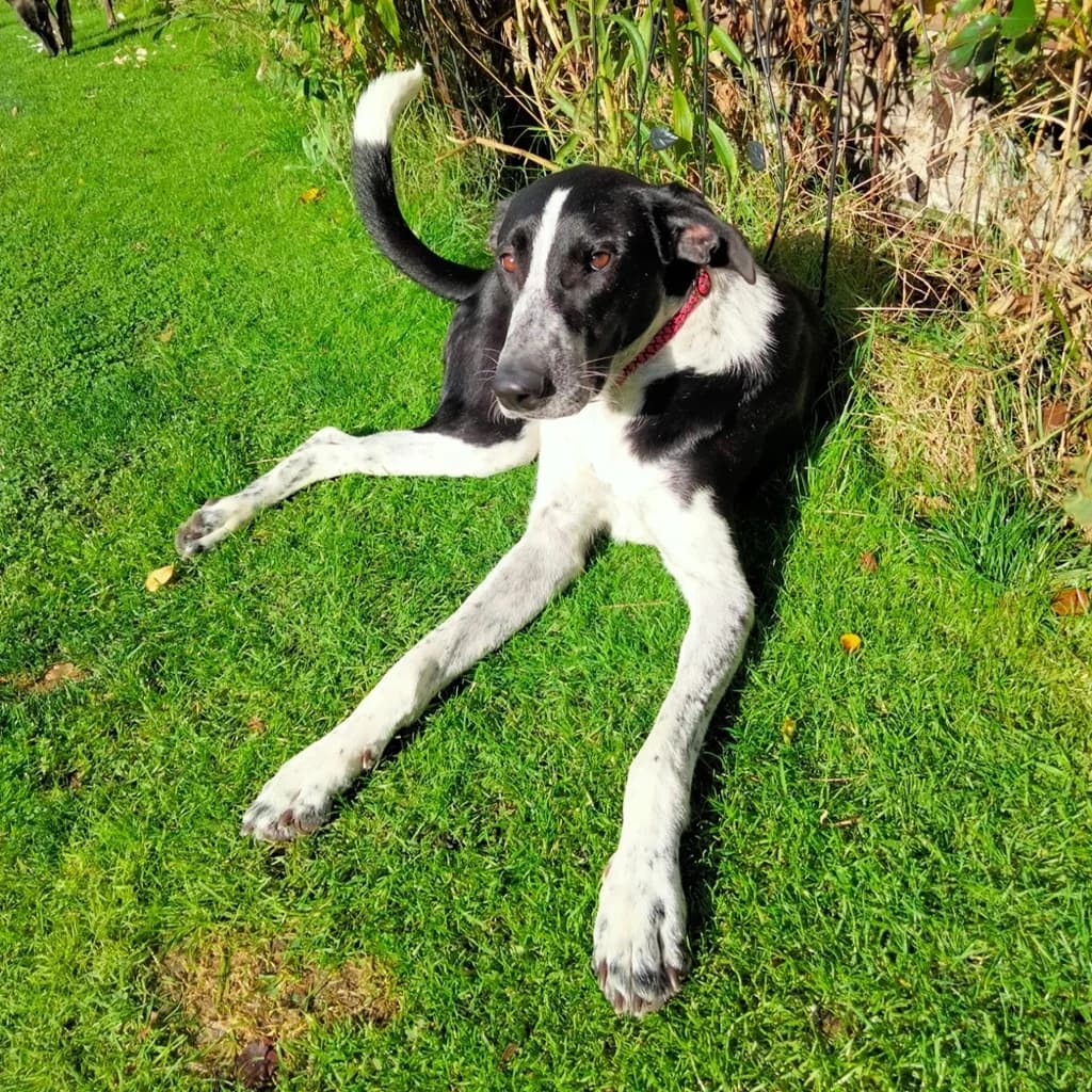 Tommy, male young Mixed Breed for adoption at SALVA Hundehilfe e.V.