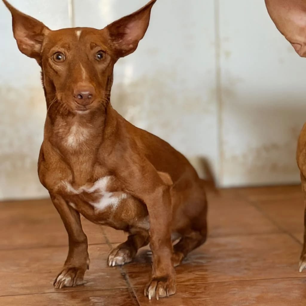 Annie, female young Podenco for adoption at SALVA Hundehilfe e.V.