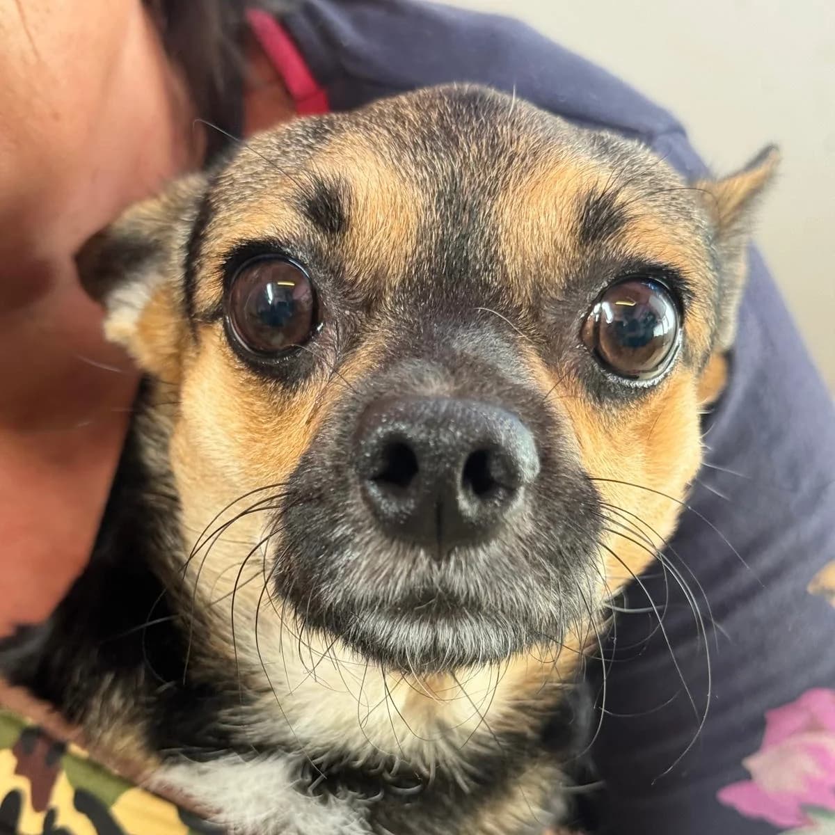 Trebol, male young Chihuahua for adoption at SALVA Hundehilfe e.V.