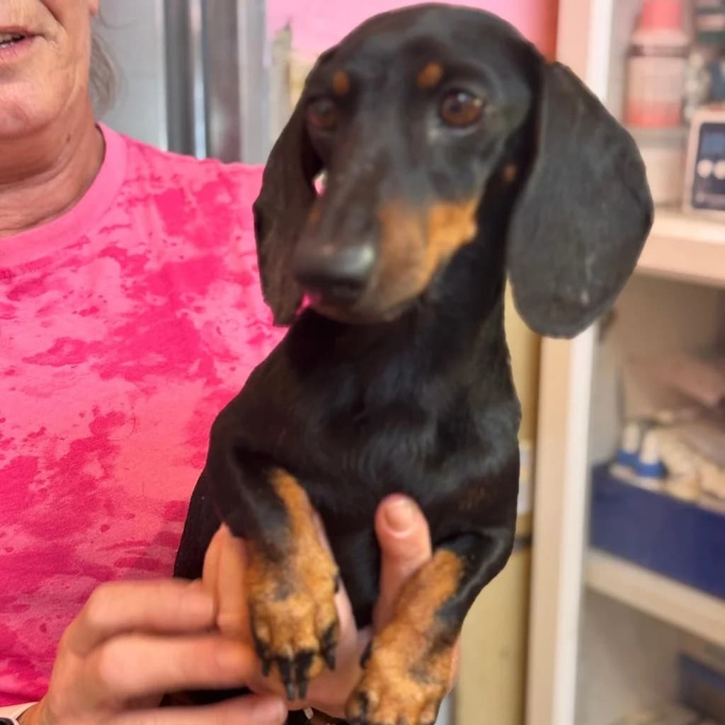 Afrodite, female 5yo Dachshund for adoption at SALVA Hundehilfe e.V.