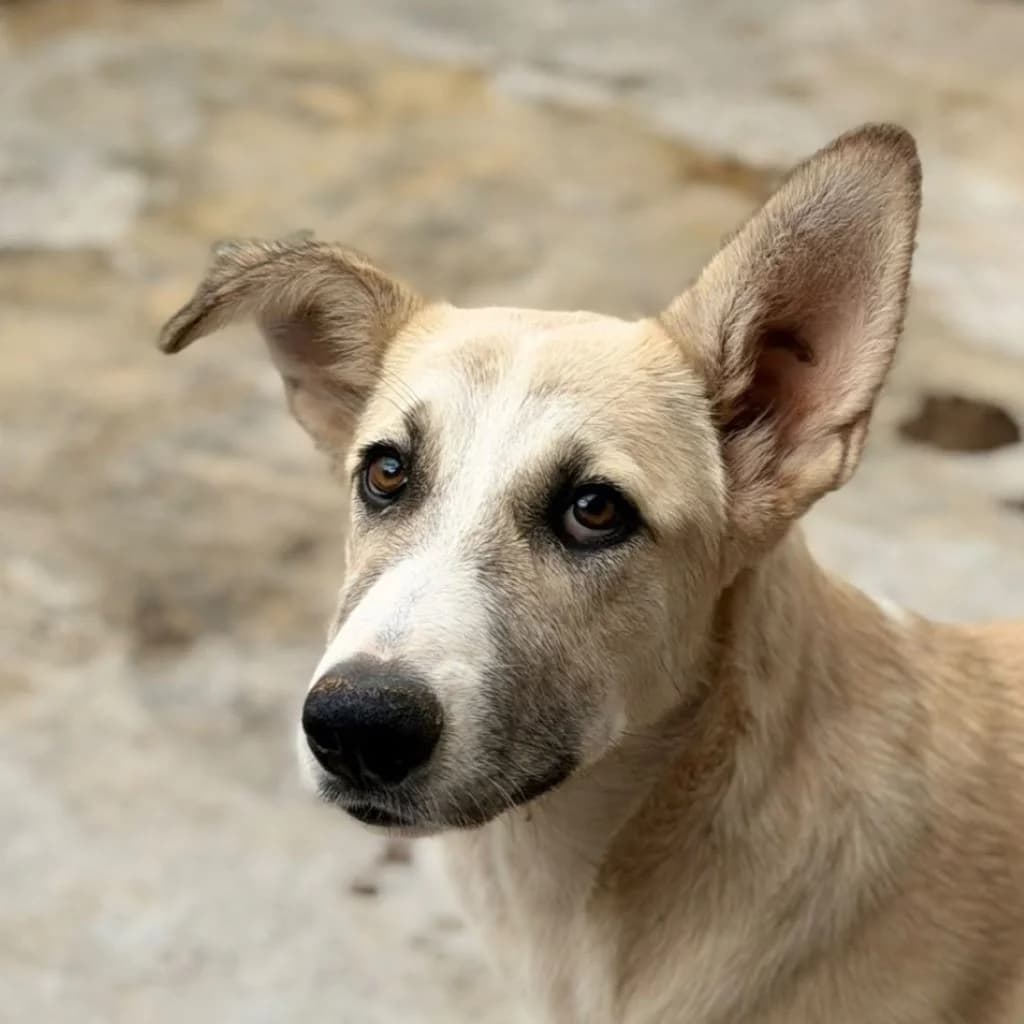 Luciana, female puppy Mixed Breed for adoption at SALVA Hundehilfe e.V.