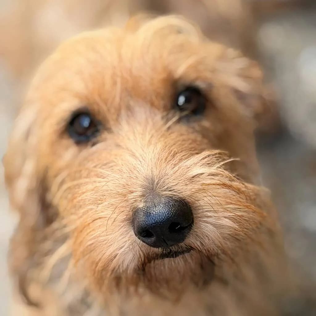 Kala, female young Dachshund for adoption at SALVA Hundehilfe e.V.