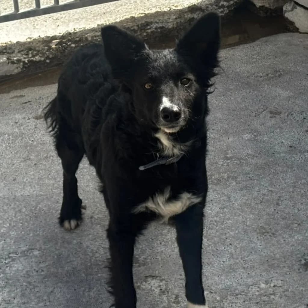Lolita, female young Border Collie for adoption at SALVA Hundehilfe e.V.