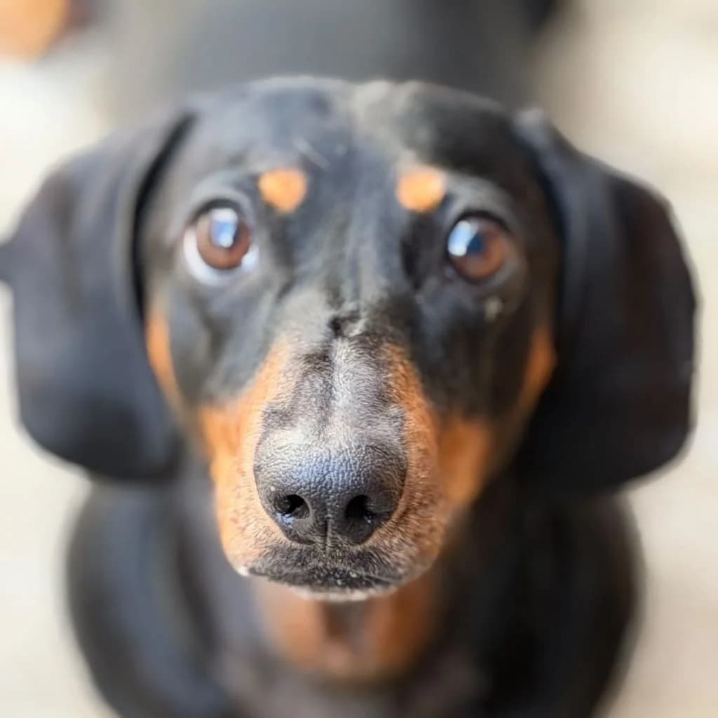 Pipa, female 5yo Dachshund for adoption at SALVA Hundehilfe e.V.